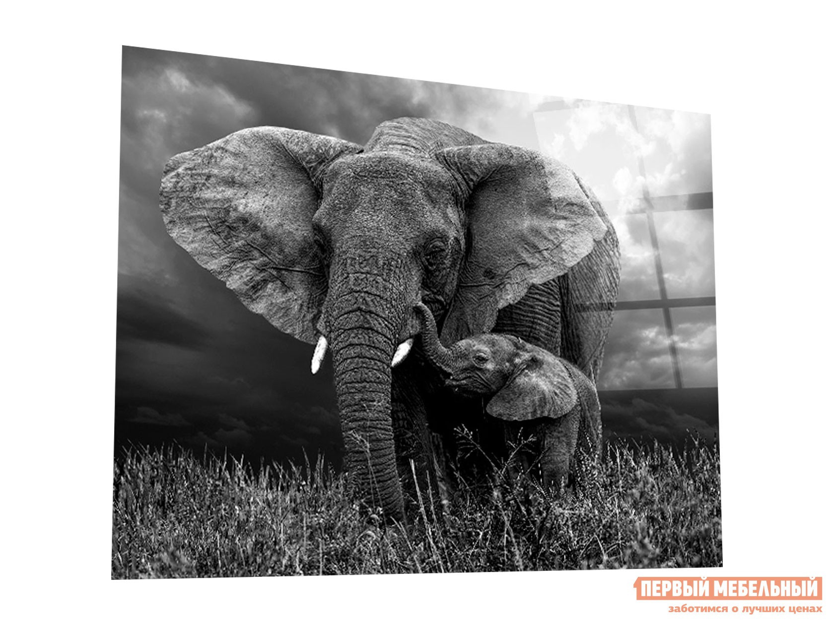 Картина  Зоо 3 Стекло