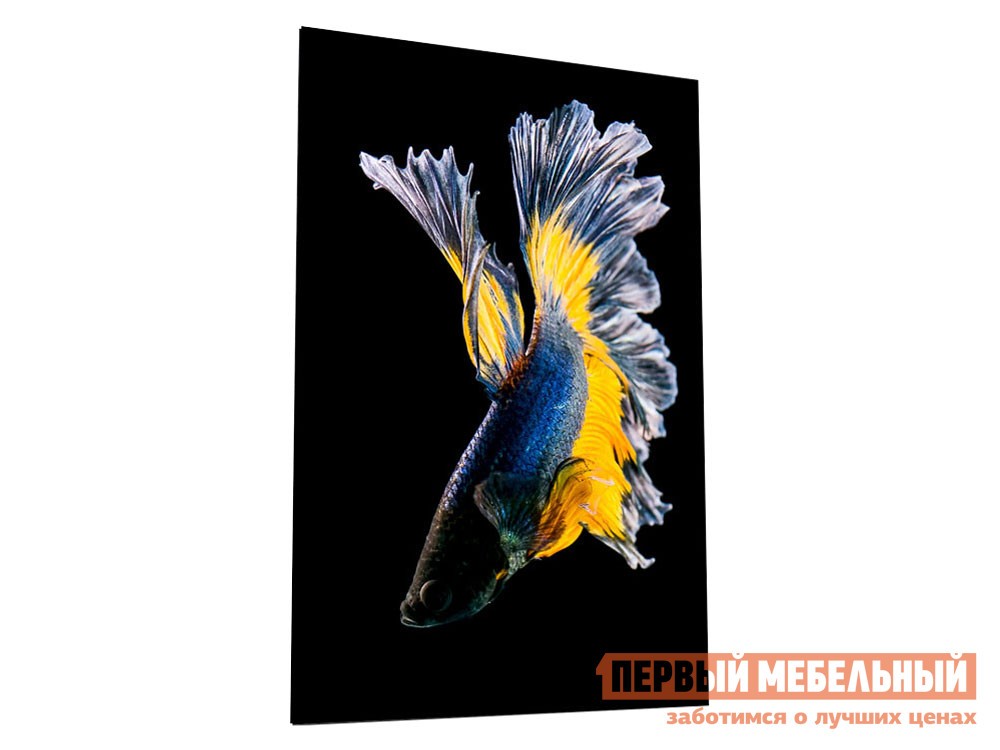 Картина  Бойцовая рыбка Стекло