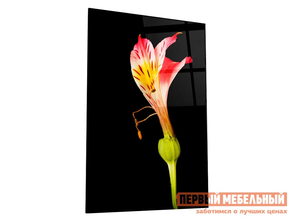 Картина  Альстромерия Стекло